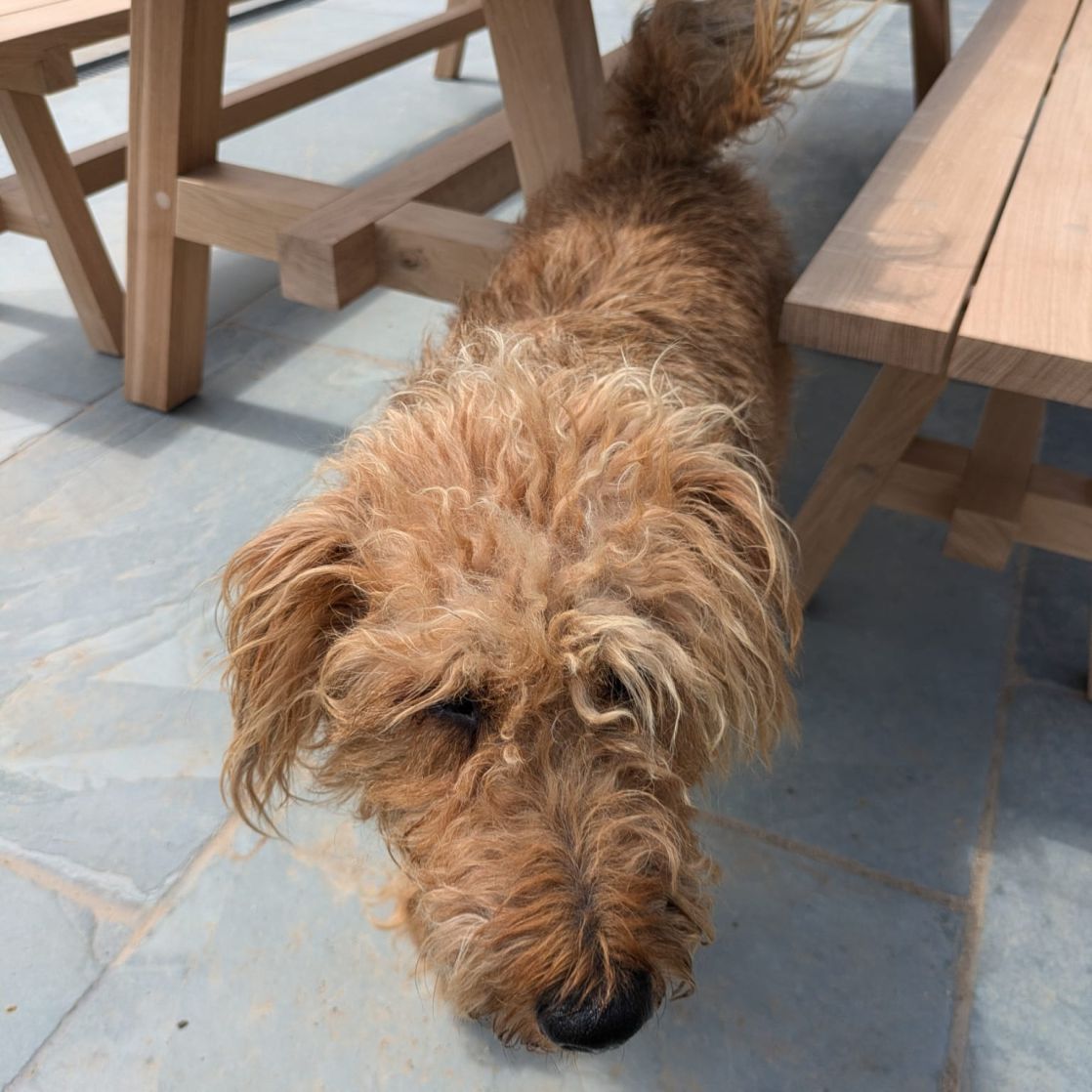 Low profile of Prenn Table with dog